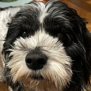 Meet your Posher, Charlie